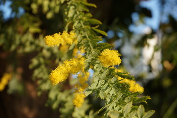 ギンヨウアカシア