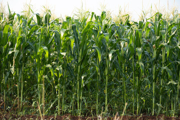 green corn field in agricultural garden