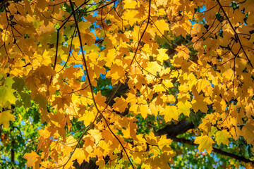 Colorful fall foliage, Massachusetts, USA.