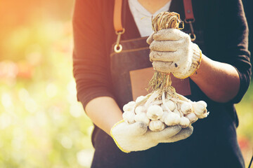 Close up gardener hand holding garlic