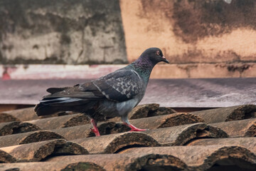 Indian Pigeon OR Rock Dove