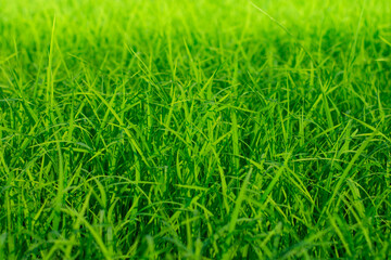 Green rice trees in the field in the rainy season Southeast asia