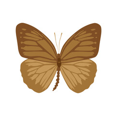 Vector illustration of butterfly cartoon on white background - 419283979