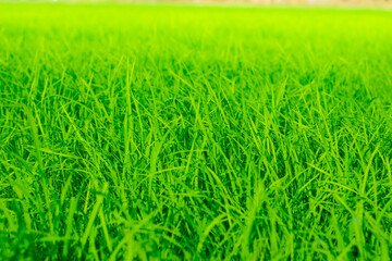 Green rice trees in the field in the rainy season Southeast asia