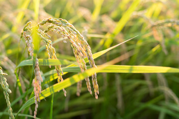 稲穂　米　収穫　農業　農作業