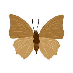 Vector illustration of butterfly cartoon on white background - 419284137