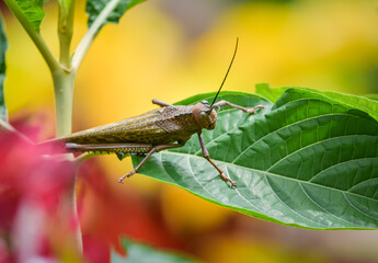 Grasshopper 1