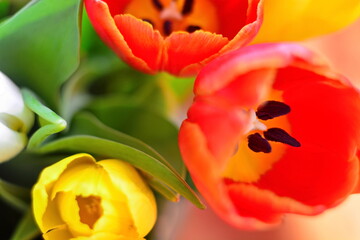 Fototapeta premium Floral easter and woman day 8 march background. Macro photo of bud of blooming red tulip on blurred background of bunch of flowering petals of red and yellow tulips. Selective focus