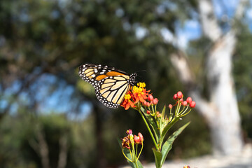 La mariposa Monarca se está alimentando de las flores.	