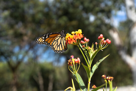La mariposa Monarca se est&aacute; alimentando de la flor de algodoncillo.	
