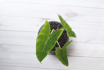 Top view of philodendron plants in pots on an old wooden table, Beautiful houseplant 'Philodendron...