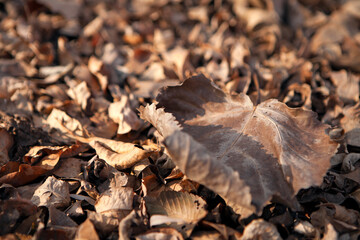 Withered and yellow leaves