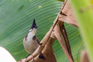 The red-whiskered bulbul (Pycnonotus jocosus), or crested bulbul
