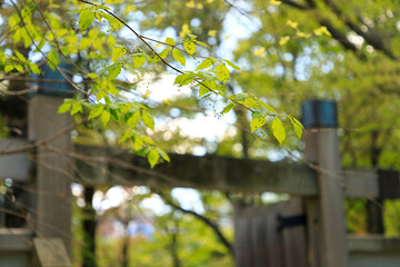 北海道中島公園の緑