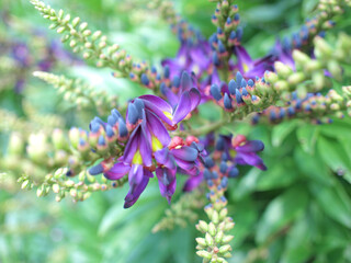 ムラサキナツフジ