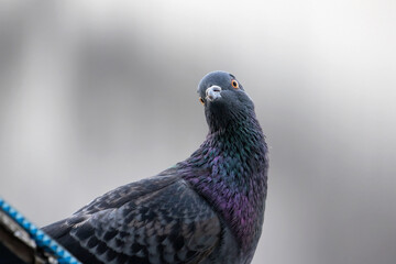 Close-up Rock Pigeon Isolated on Gray Background