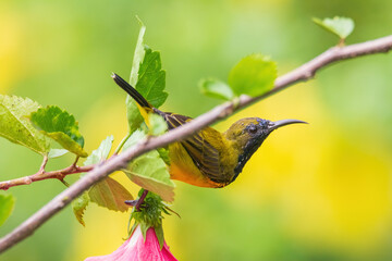 beautiful Olive-backed sunbird perched on twig