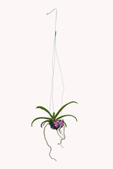 orchid flower tree hanging basket decorate home on white background clipping path