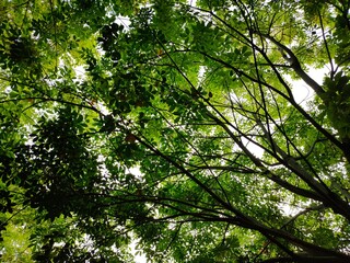 green leaves background