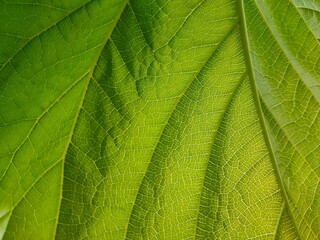 green leaf texture