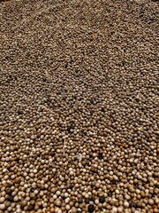 coriander texture