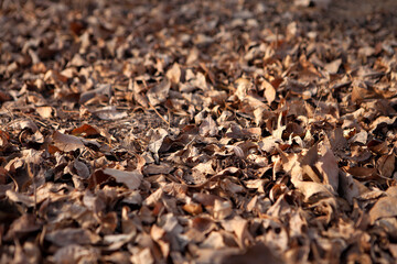 Dead leaves on the ground