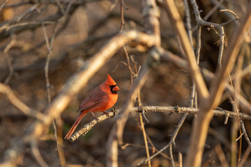 Northern Cardinal (Cardinalis cardinalis) in March afternoon on the branches