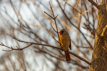 Northern Cardinal (Cardinalis cardinalis) in March afternoon on the branches