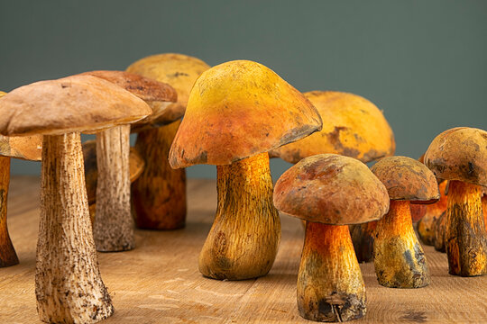 Edible and appetizing wild boletus mushrooms and Suillellus luridus on the table