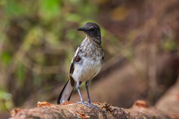 beautiful oriental-magpie robin in nature