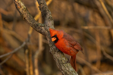 Northern Cardinal (Cardinalis cardinalis) in March afternoon on the branches
