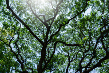 trees in the sky