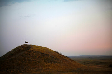 Obraz na płótnie Canvas Goat on a Hill