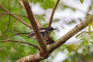 beautiful oriental-magpie robin in nature