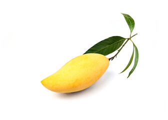  Yellow Mango fruit  with leaf on a white background ,  Nam Dok Mai Mango ( Mangifera indica Linn)
