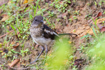 beautiful oriental-magpie robin in nature