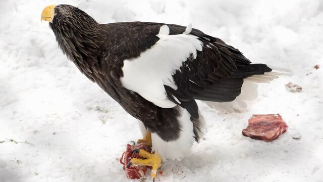 The eagle sits on the snow and eats meat