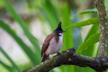 The red-whiskered bulbul (Pycnonotus jocosus), or crested bulbul