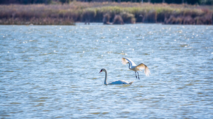 The flight of the little egret over the lake with white swan