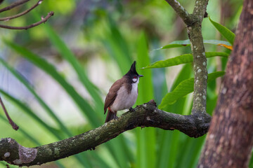 The red-whiskered bulbul (Pycnonotus jocosus), or crested bulbul