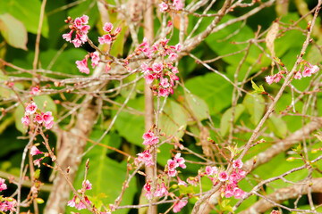 Cherry blossoms are blooming, showing off its pollen.