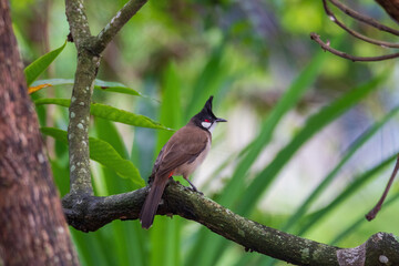 The red-whiskered bulbul (Pycnonotus jocosus), or crested bulbul