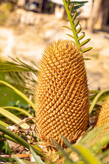 Fototapeta premium The flowers of the cycad are often released in winter in Thailand.