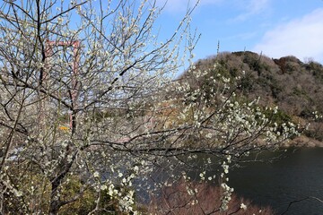 奈良県　月ヶ瀬梅林