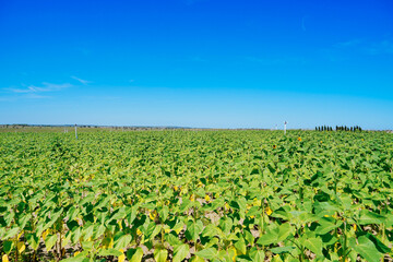Fototapeta na wymiar A modern sunflower farm in florida 