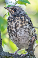 A fieldfare chick, Turdus pilaris, has left the nest and is sitting on a branch. A chick of...