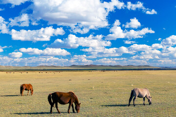 Fototapeta premium horse in pasture grassland of inner mongolia with cloudy sky