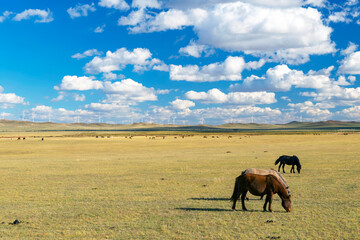 horse in pasture  of inner mongolia with cloudy sky