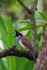 The red-whiskered bulbul (Pycnonotus jocosus), or crested bulbul