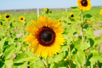 A modern sunflower farm in florida	

